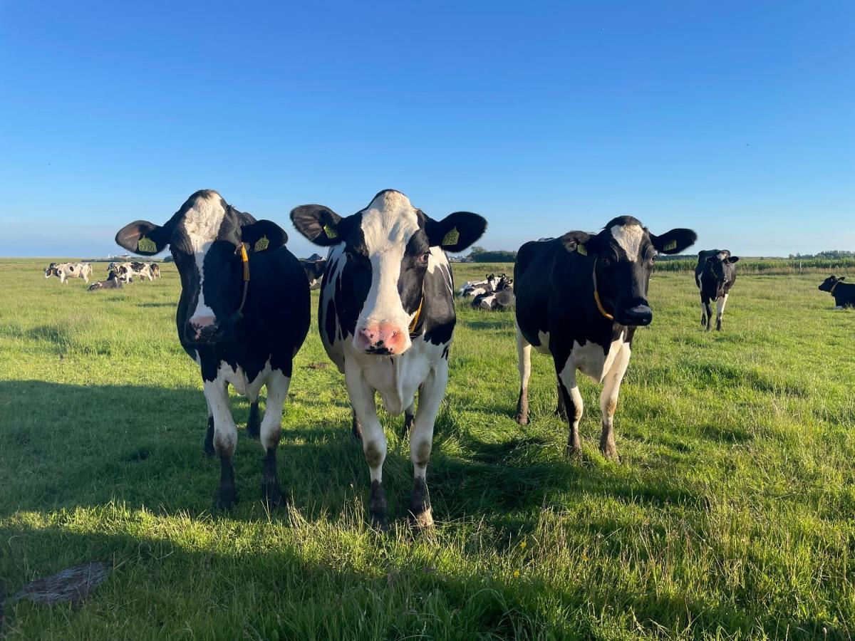 Johanneshoeve - De Mooiste Plek Op Texel Den Hoorn  Zewnętrze zdjęcie